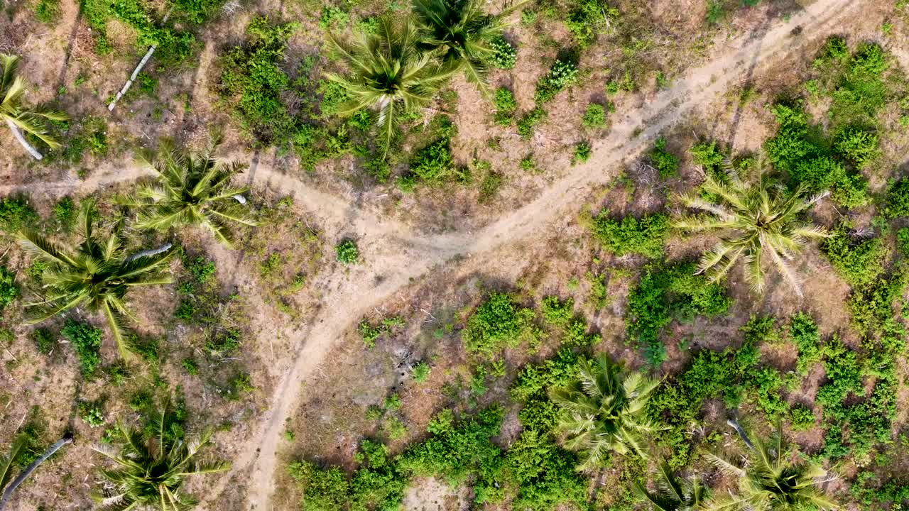 空中4K镜头俯瞰郁郁葱葱的丛林植被和棕榈树视频下载