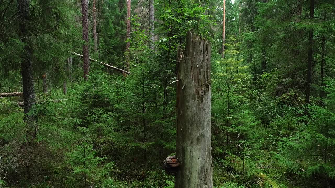 在爱沙尼亚乡村的一个夏末的傍晚，一个正在变黑的原始森林视频下载