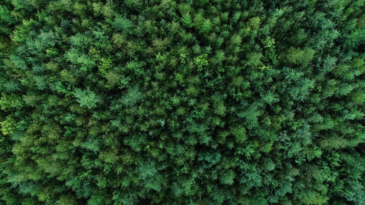 夏天的一天，在爱沙尼亚农村，从一片幼树阶段的商业森林上空降落视频下载