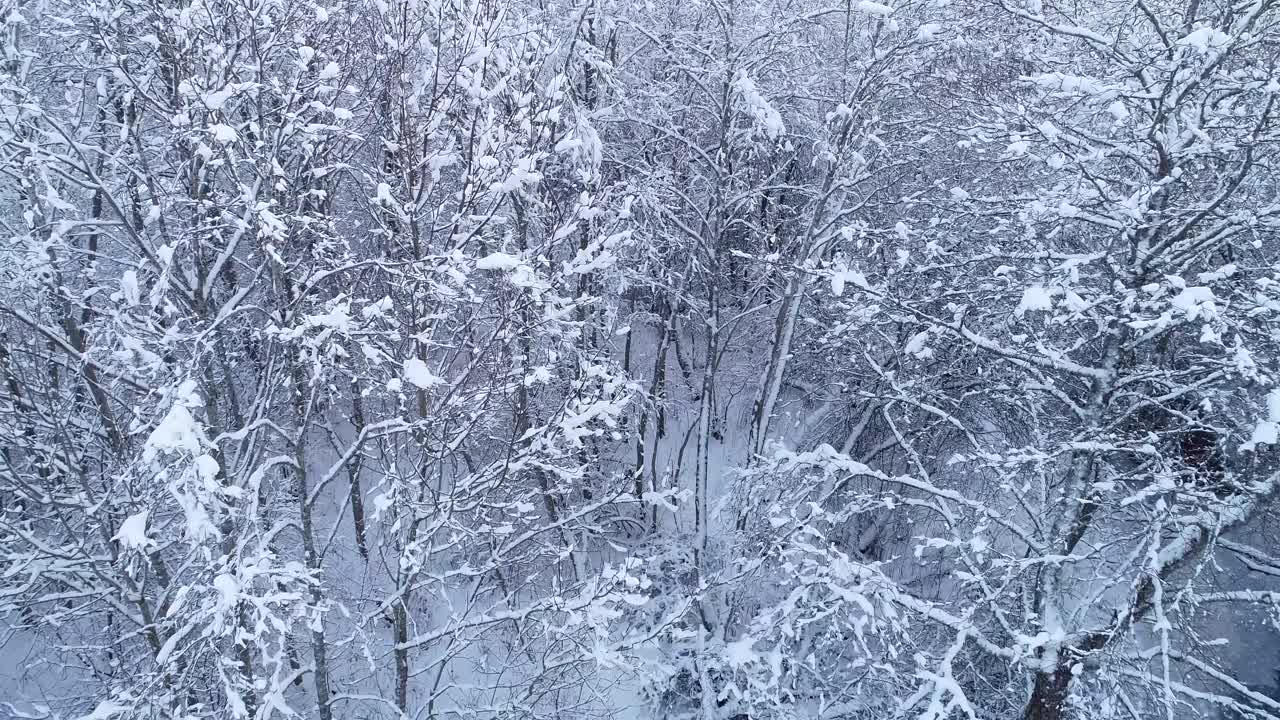 冬日里，爱沙尼亚乡下，从河边的一片白雪皑皑的林地里走出来视频下载