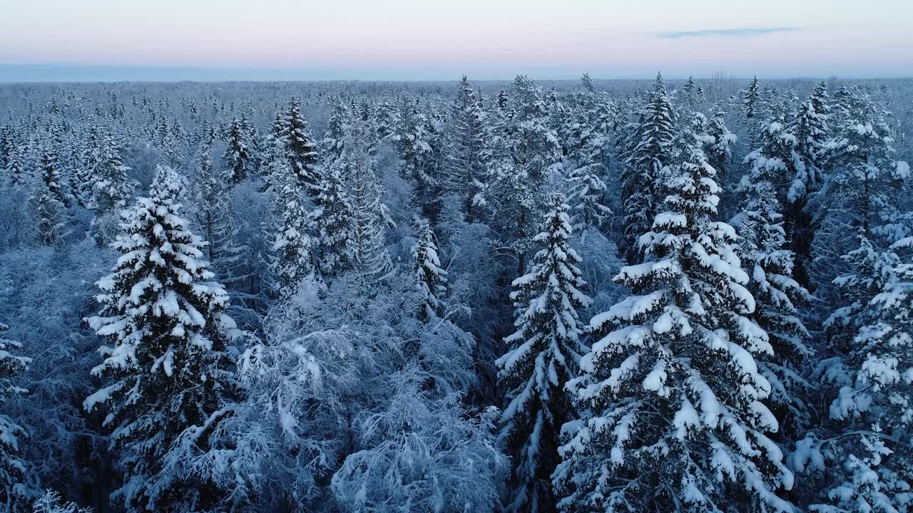 12月的一天，爱沙尼亚多雪结霜的北方混合森林的航拍图视频素材