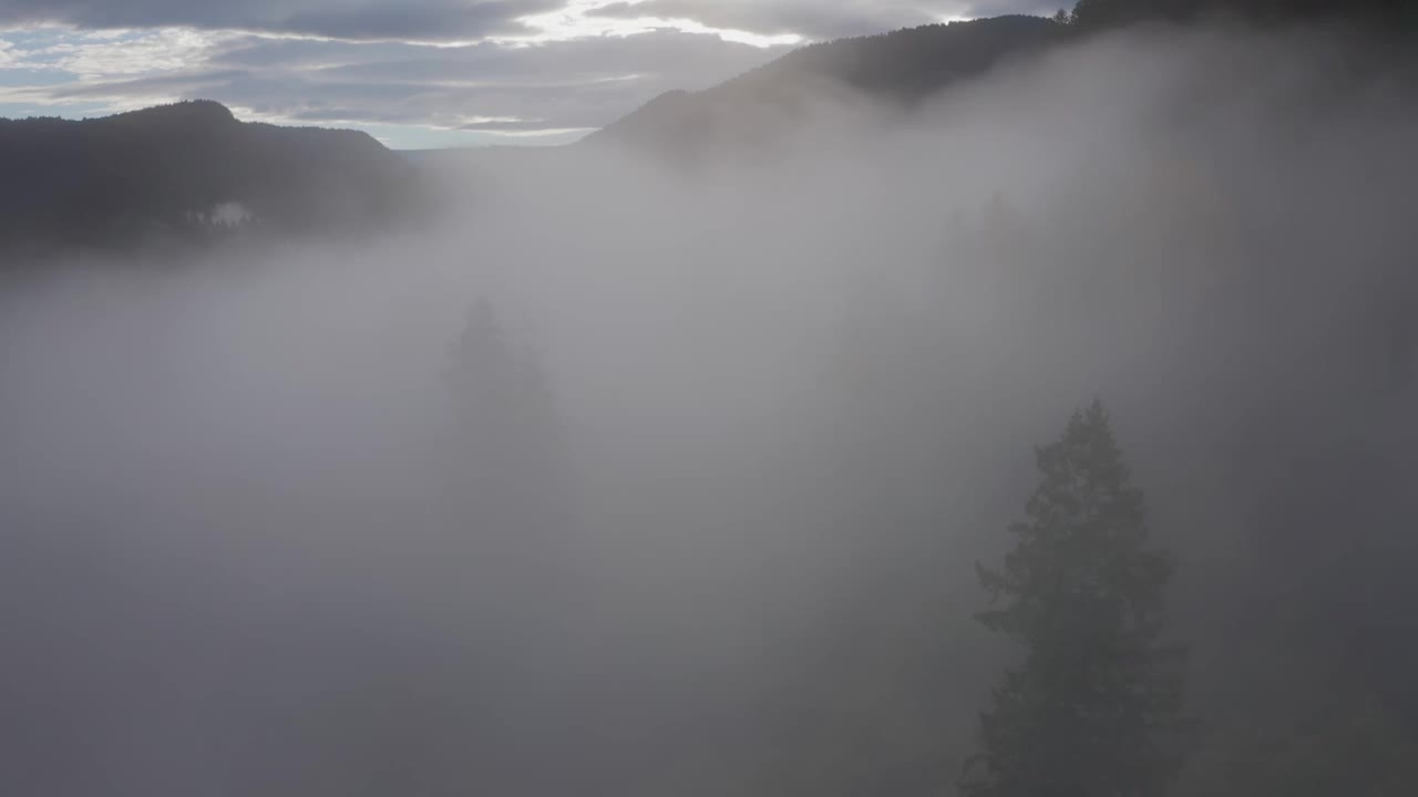 一趟穿越低洼浓雾的旅程，发现了华盛顿州秋天的彩色树冠森林视频素材