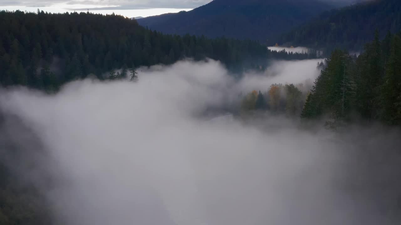 被晨雾覆盖的河岸在华盛顿州秋天的森林上空慢慢地显露出来视频素材