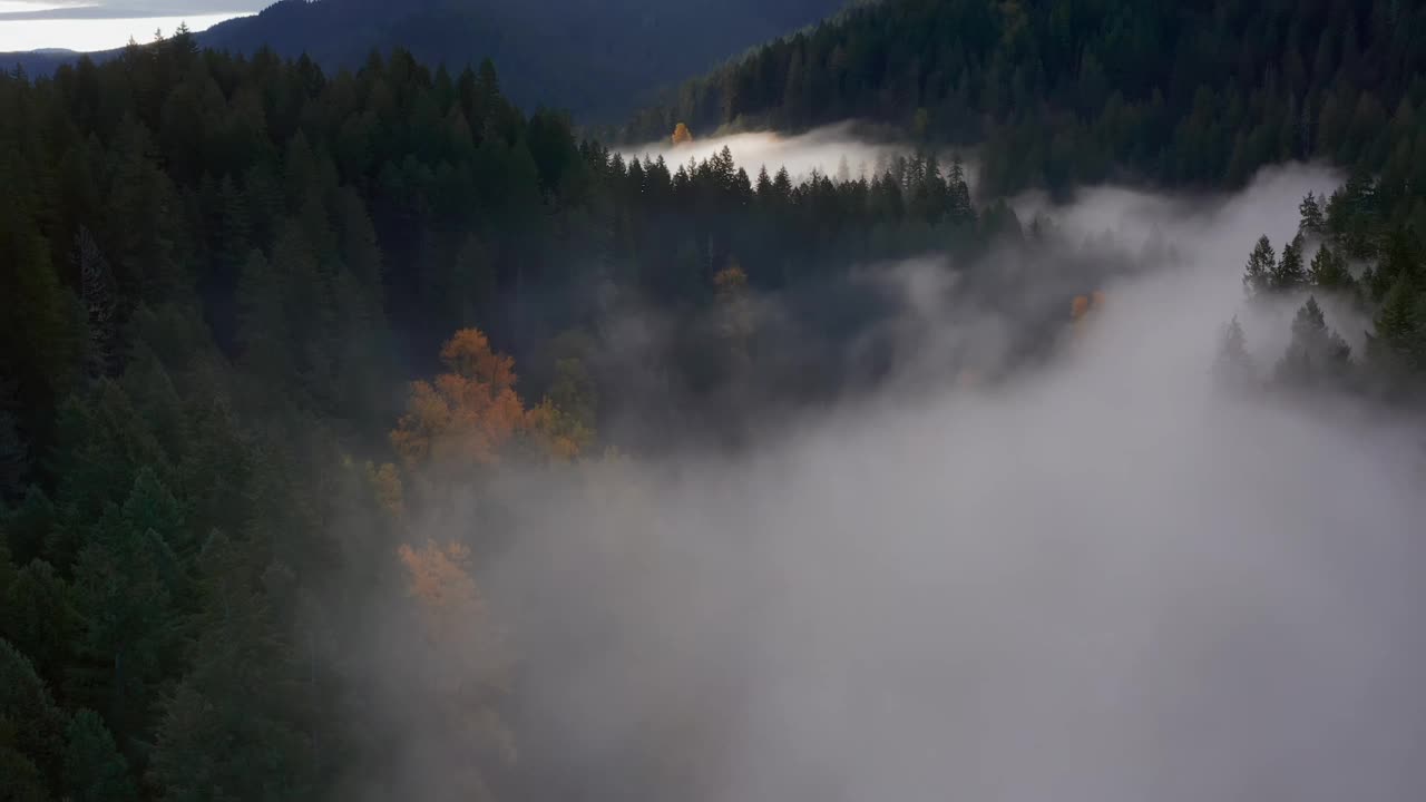 在华盛顿州的秋天，沉浸在晨雾笼罩的河岸上视频素材