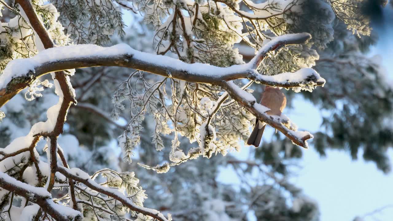 在爱沙尼亚冬季的北方森林里，欧亚松鸦在一棵白雪皑皑的松树顶上窥视视频下载