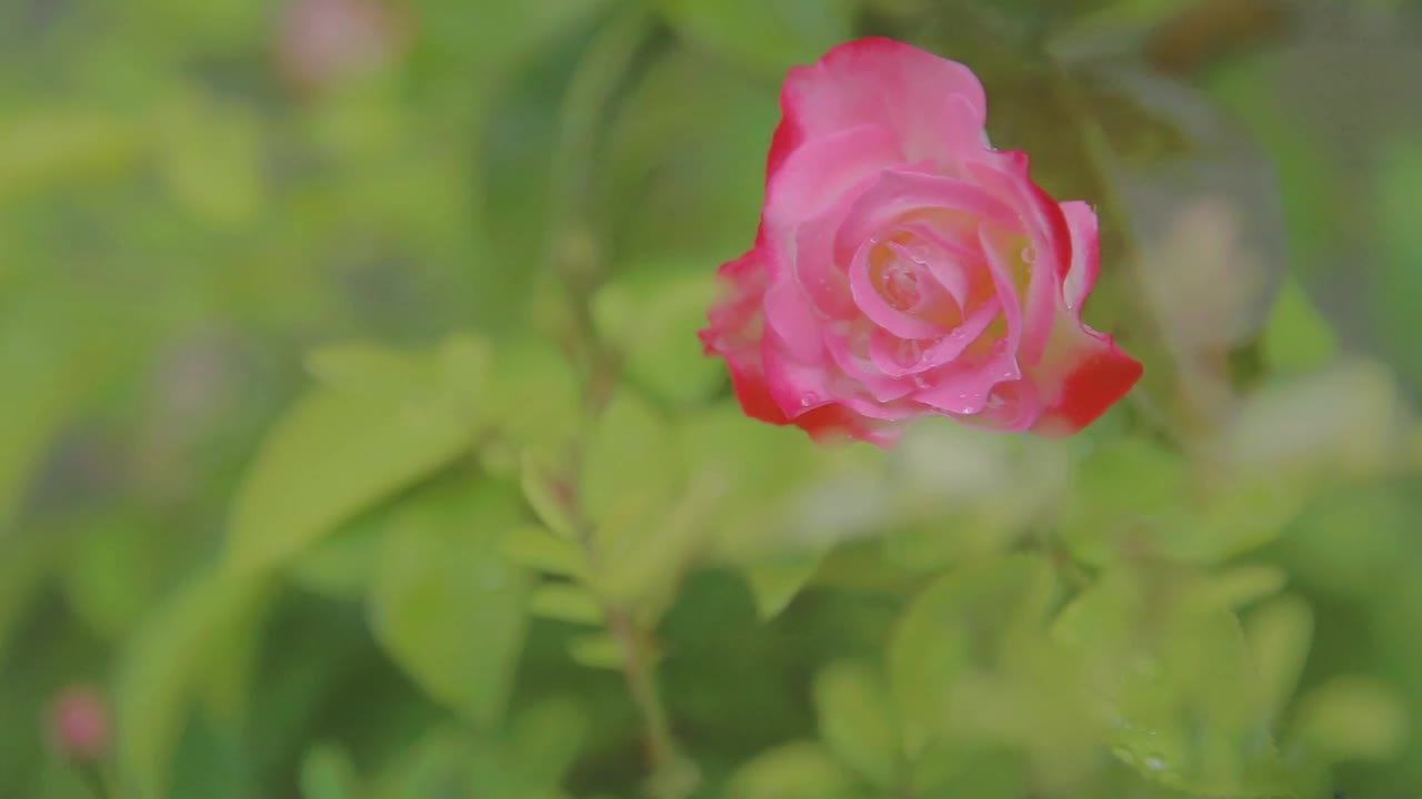 雨季里一朵美丽的粉红玫瑰视频素材