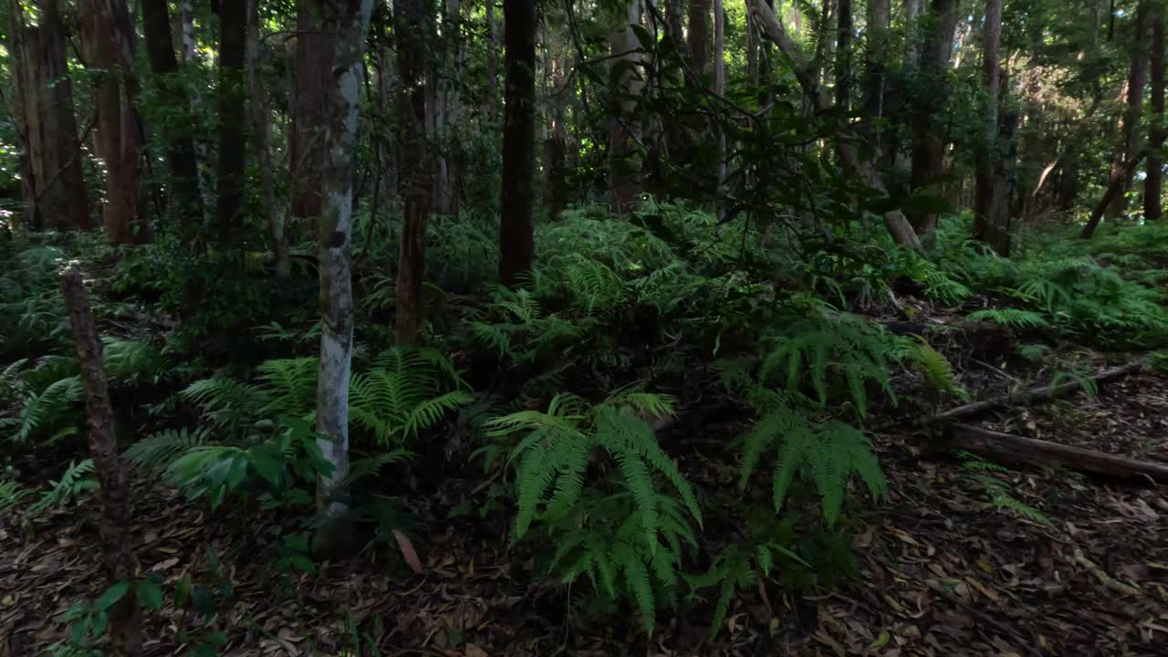 穿越茂密森林之旅视频素材