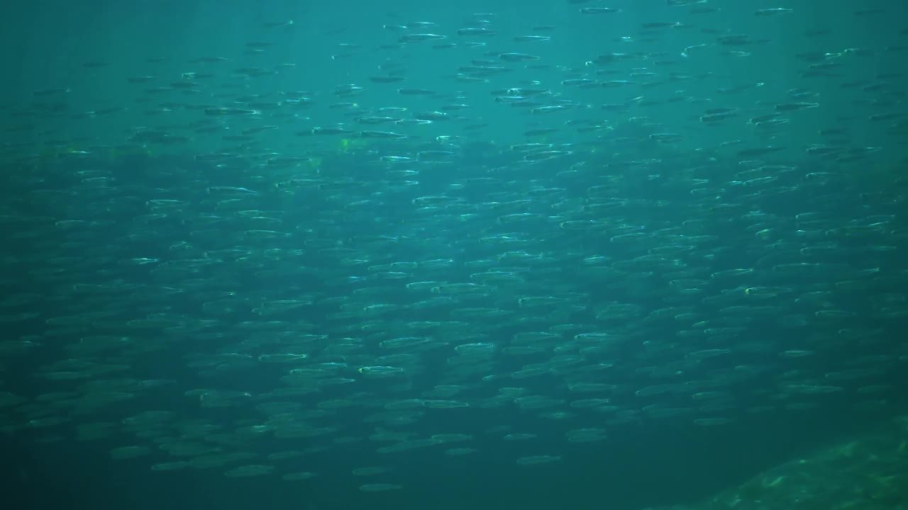 一大群小鱼在黑海的水柱里游来游去视频素材