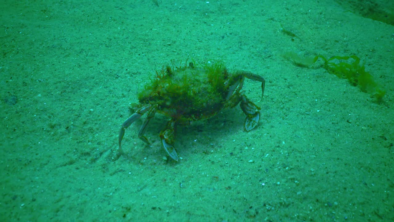 黑海游蟹(Macropipus holsatus)视频素材