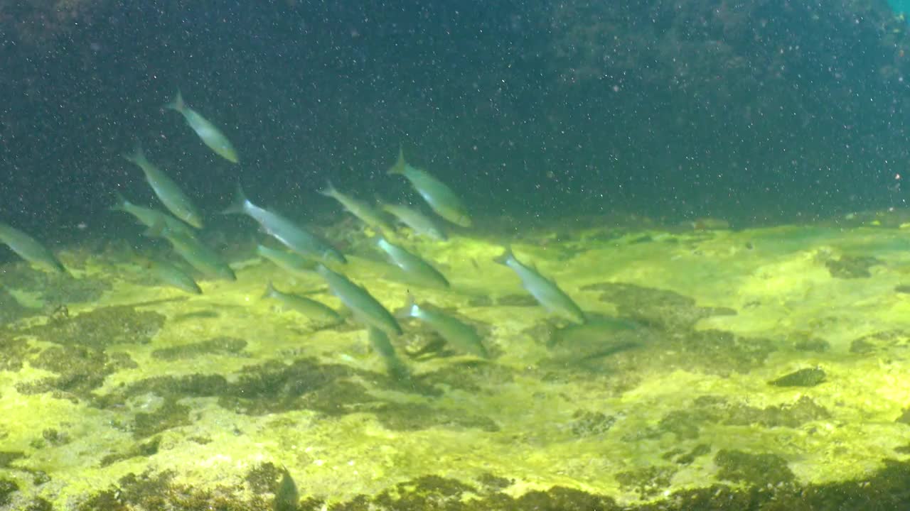 黑海，一群平头鲻鱼(Mugil cephalus)在岩石周围游来游去寻找食物视频素材