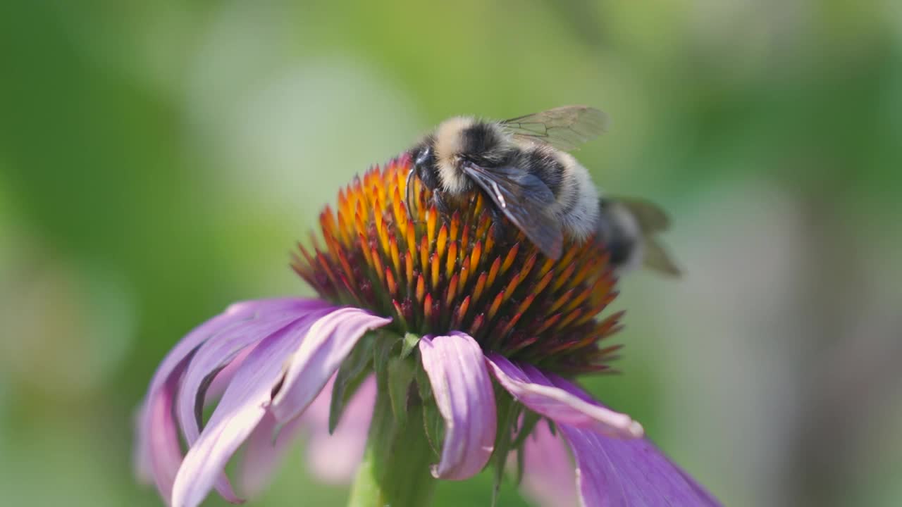 大黄蜂在采紫锥菊花蜜视频素材