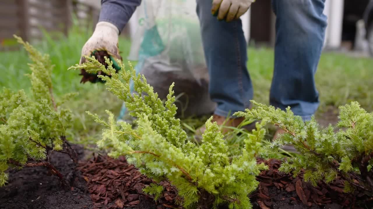 园丁在院子里用松树皮覆盖杜松。花园里的季节性工作。景观设计。观赏灌木杜松。视频下载