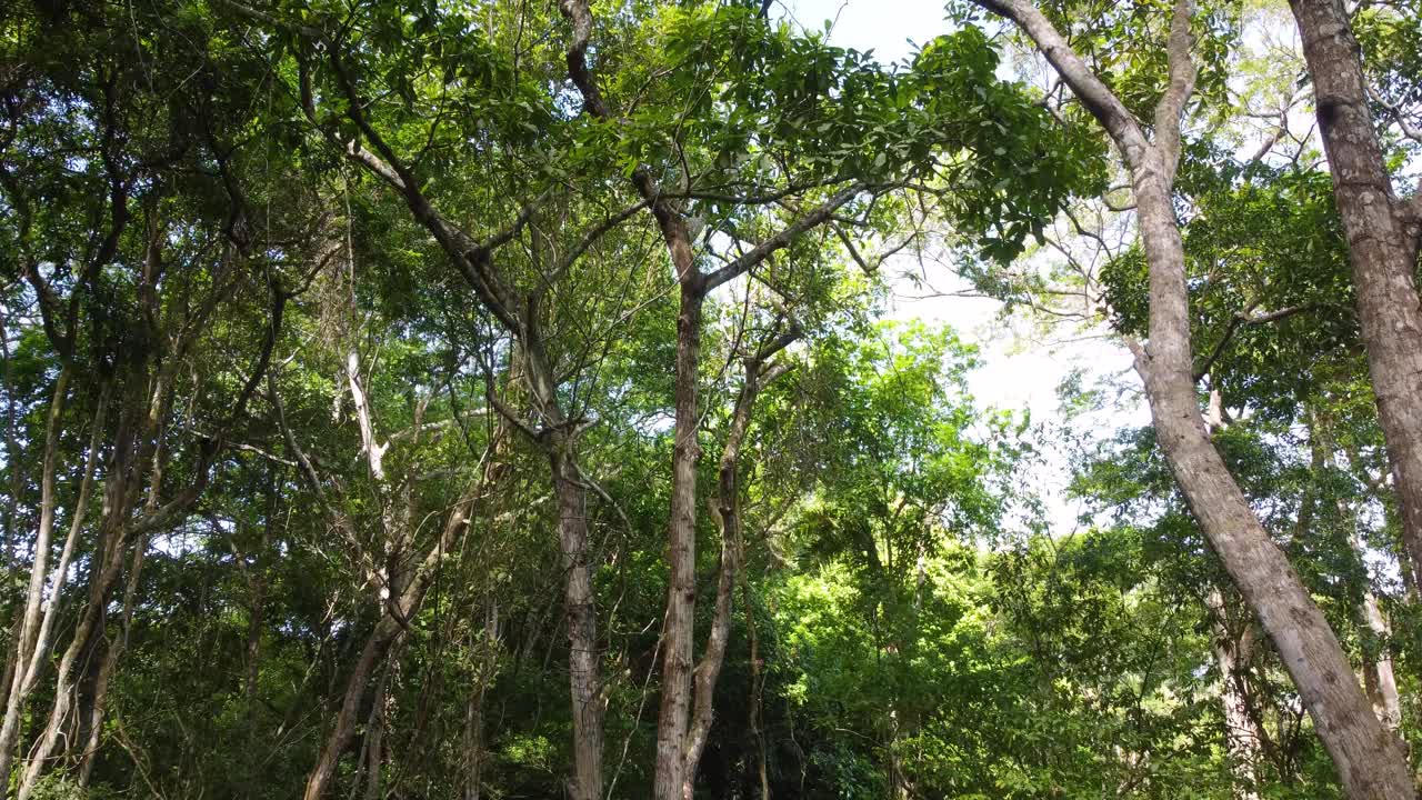 无人机在雨林上空飞行，展示了哥伦比亚明卡丛林茂密植被的树梢。视频素材