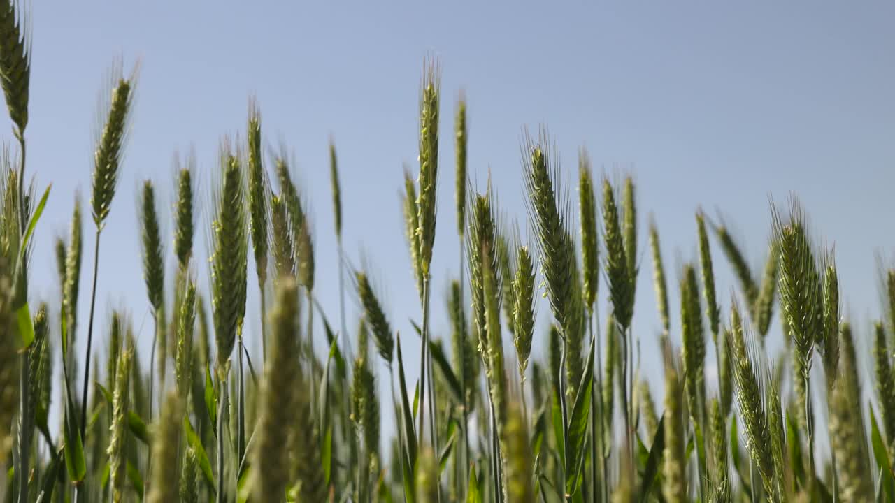 在晴朗的天气里种着绿色小麦的田地视频素材