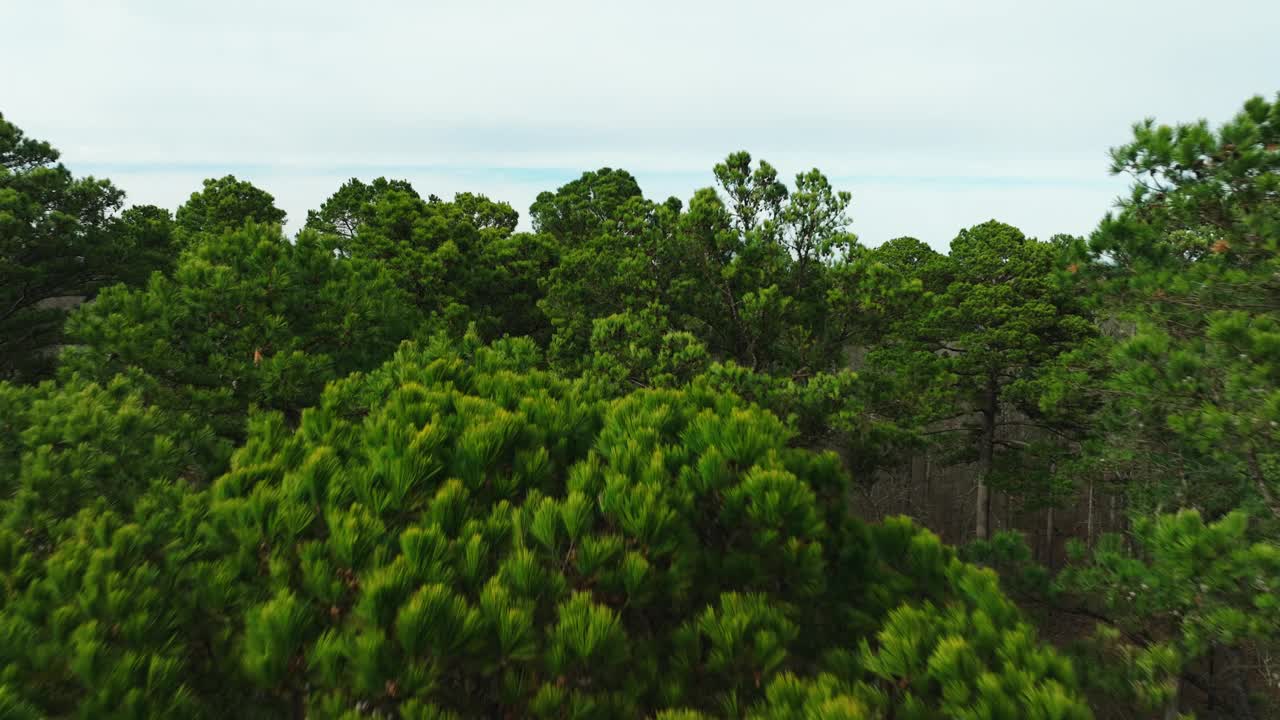 阿肯色州维丁顿湖郁郁葱葱的绿色植物，宁静的树线，日光视频素材