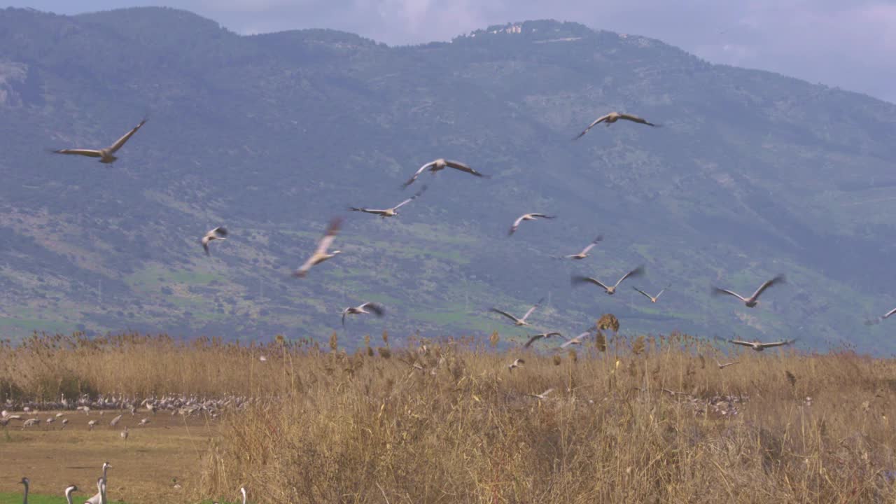 普通鹤(Grus Grus)，也被称为欧亚鹤在以色列越冬视频素材