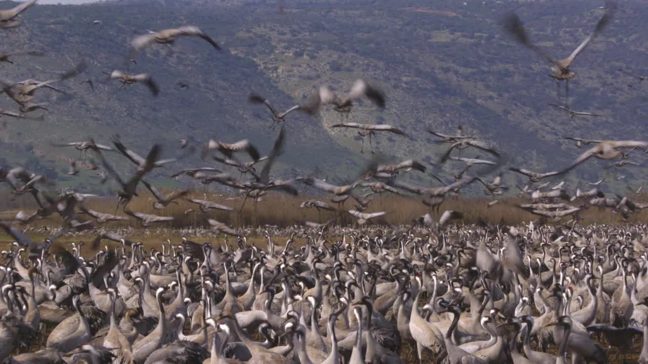 普通鹤(Grus Grus)，也被称为欧亚鹤在以色列越冬视频素材