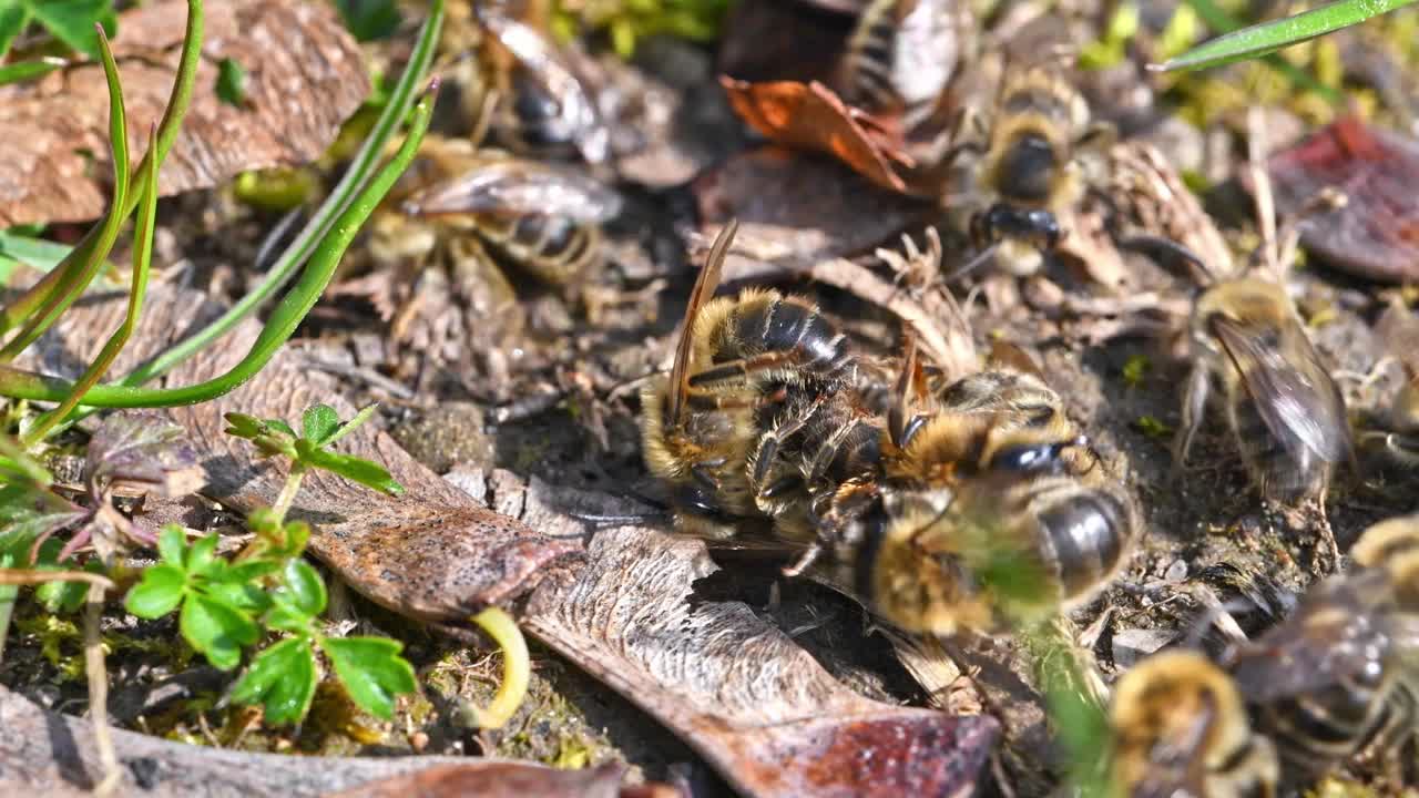 德国巴伐利亚州雷根斯堡市，雌蜂和雄蜂在地面上交配的画面视频素材