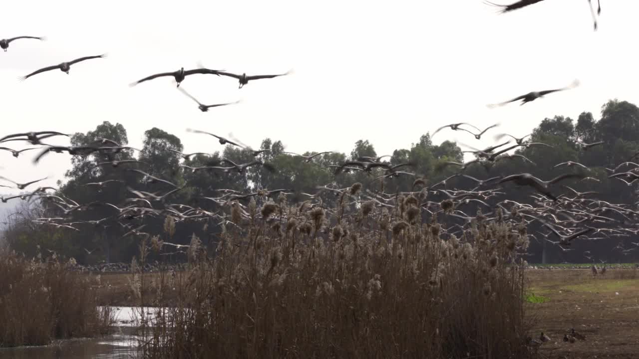 普通鹤(Grus Grus)，也被称为欧亚鹤在以色列越冬视频素材