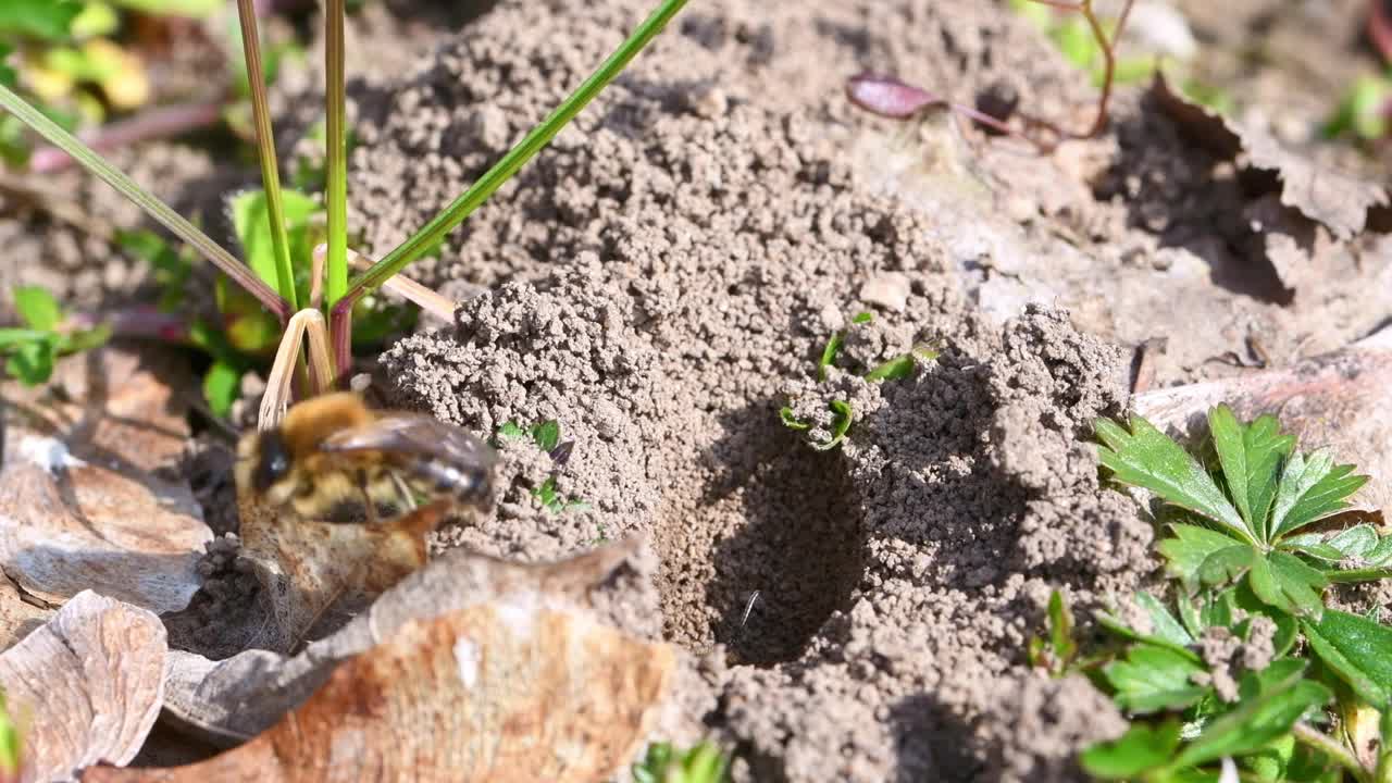 德国巴伐利亚州雷根斯堡市，一只雌性地蜂在地上的洞里视频素材