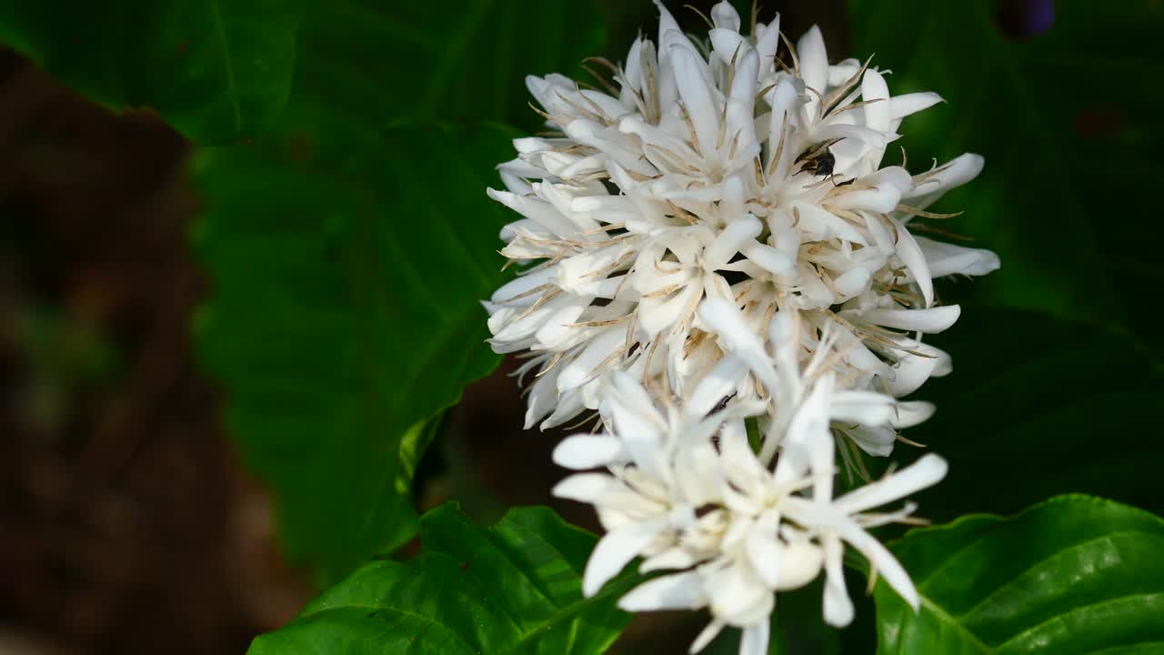 红矮蜜蜂在罗布斯塔咖啡花上视频素材