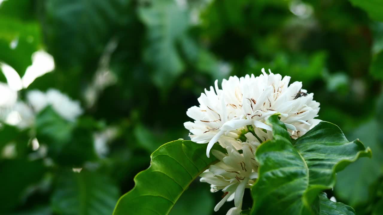 红矮蜜蜂在罗布斯塔咖啡花上视频素材