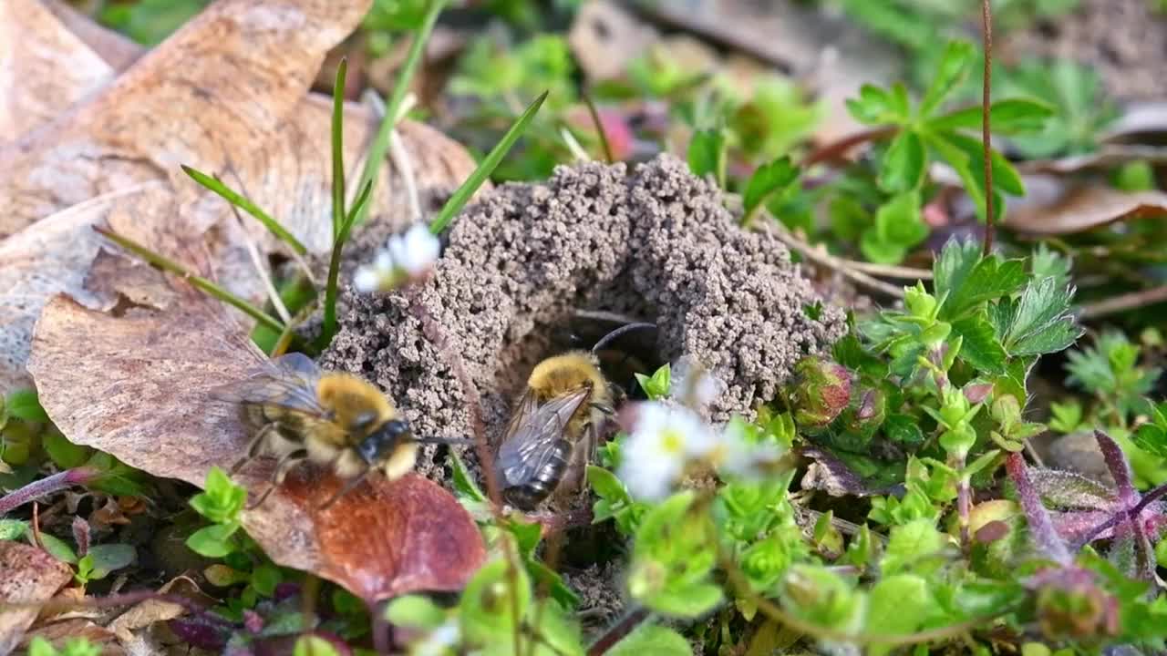 德国巴伐利亚州雷根斯堡市，一只雌性地蜂在地上的洞里视频素材