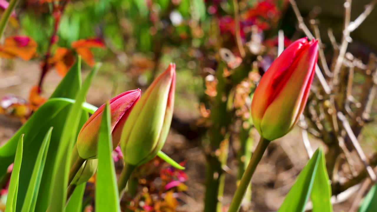 花园里的红色郁金香，靠近点。视频素材