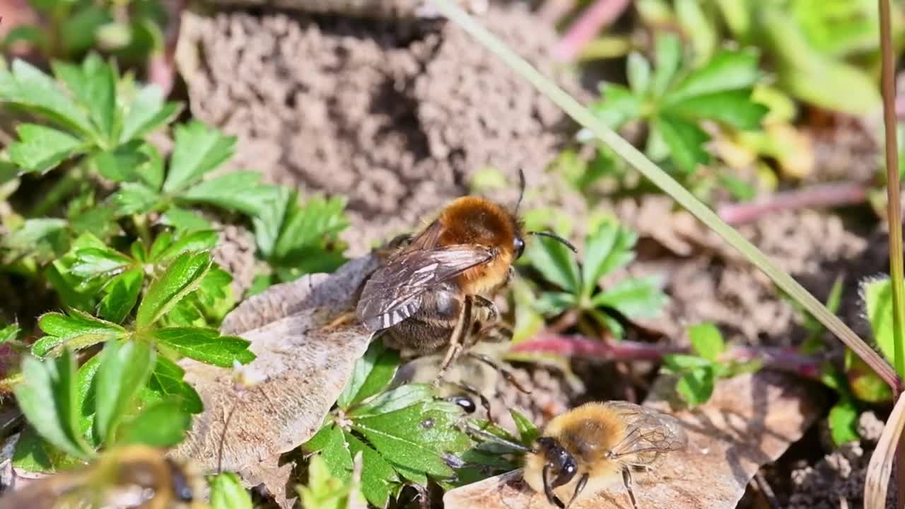 德国巴伐利亚州雷根斯堡市，雌蜂和雄蜂在地面上交配的画面视频素材