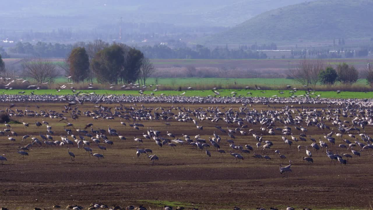 普通鹤(Grus Grus)，也被称为欧亚鹤视频素材