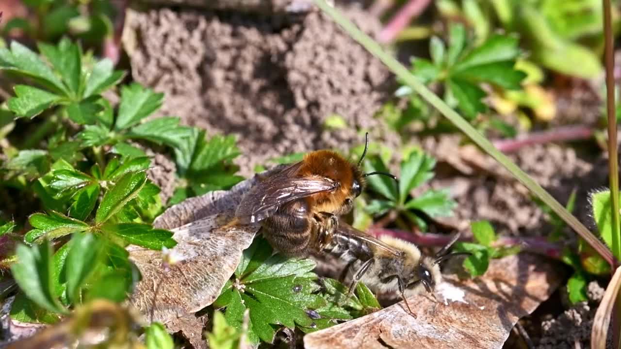 德国巴伐利亚州雷根斯堡市，雌蜂和雄蜂在地面上交配的画面视频下载