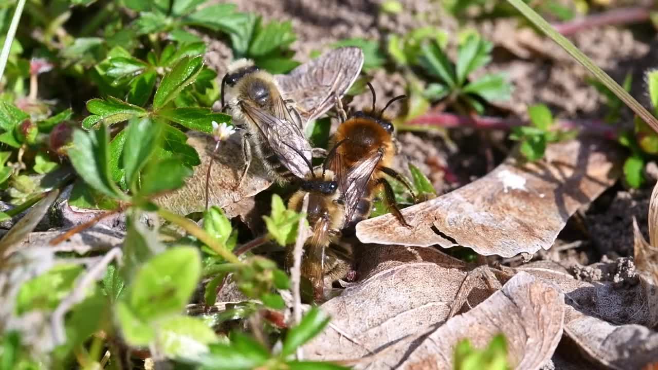 德国巴伐利亚州雷根斯堡市，雌蜂和雄蜂在地面上交配的画面视频素材