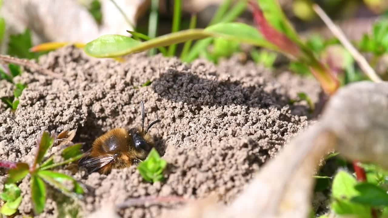 德国巴伐利亚州雷根斯堡市，一只雌性地蜂在地上的洞里视频下载