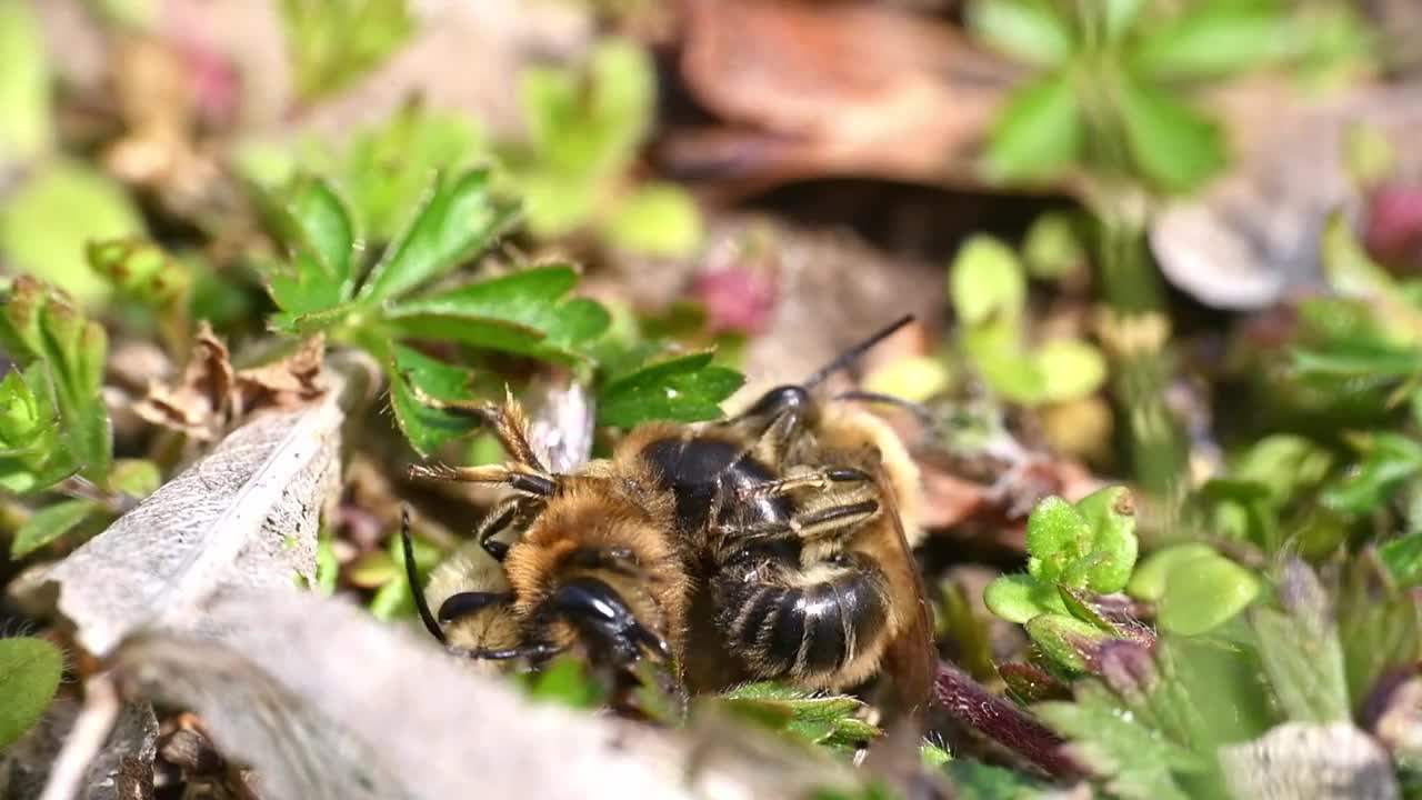 德国巴伐利亚州雷根斯堡市，雌蜂和雄蜂在地面上交配的画面视频素材