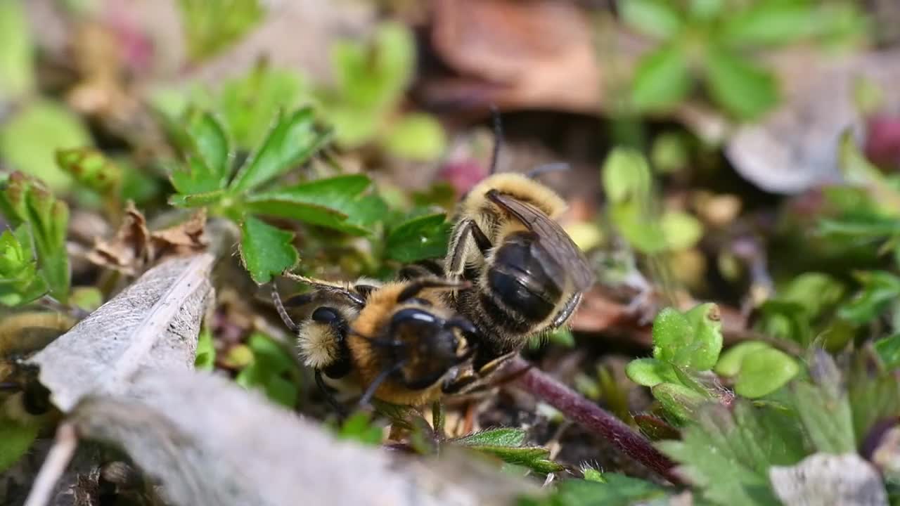 德国巴伐利亚州雷根斯堡市，雌蜂和雄蜂在地面上交配的画面视频下载