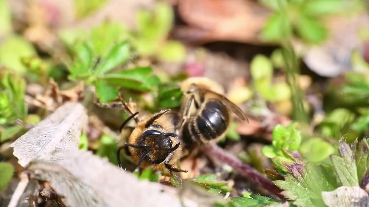 德国巴伐利亚州雷根斯堡市，雌蜂和雄蜂在地面上交配的画面视频素材