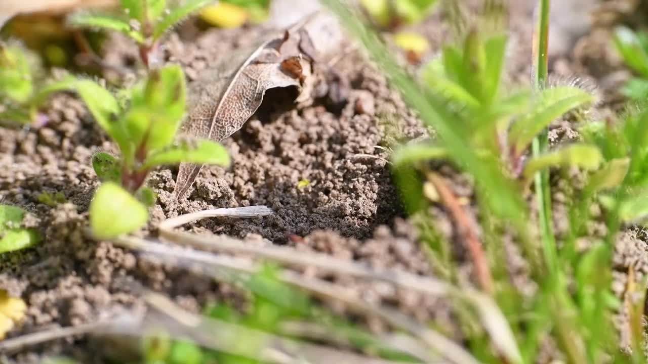 德国巴伐利亚州雷根斯堡市，雌蜂和雄蜂在地面上交配的画面视频下载