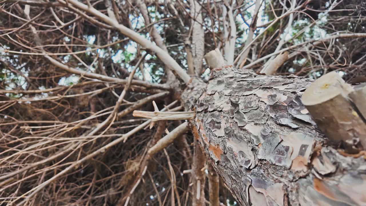 树干。南雪松树皮表面的特写。森林景观视频素材