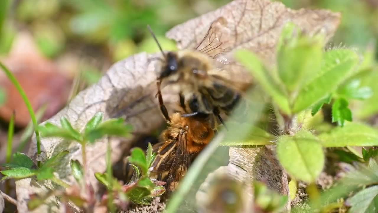 德国巴伐利亚州雷根斯堡市，雌蜂和雄蜂在地面上交配的画面视频素材