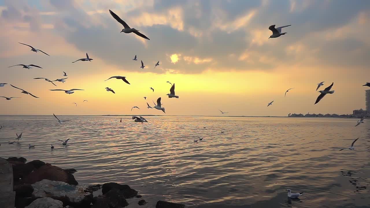 一群海鸥在黄色日落的海洋中寻找食物视频素材