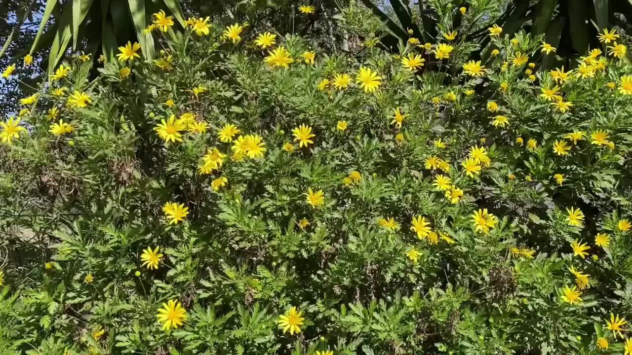 春天花园里美丽的黄花视频素材