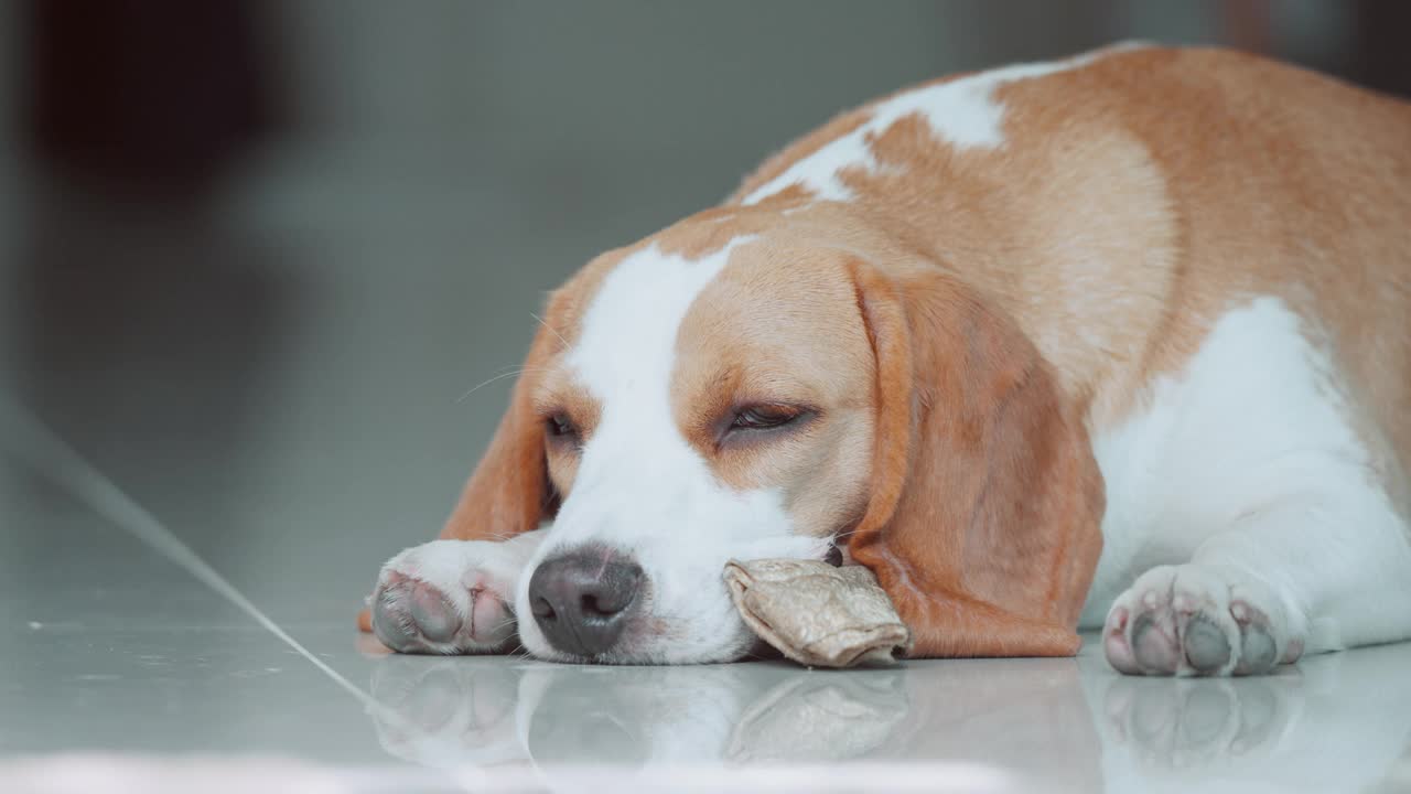 一只可爱的小猎犬小狗睡在房子的地板上。爱狗人士概念视频素材