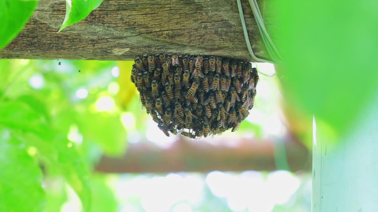 蜂巢上的蜜蜂视频素材