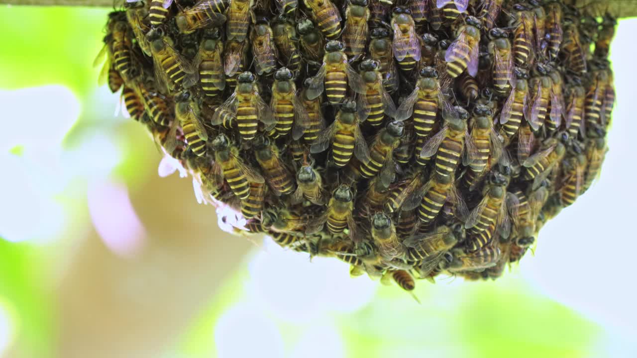 蜂巢上的蜜蜂视频下载