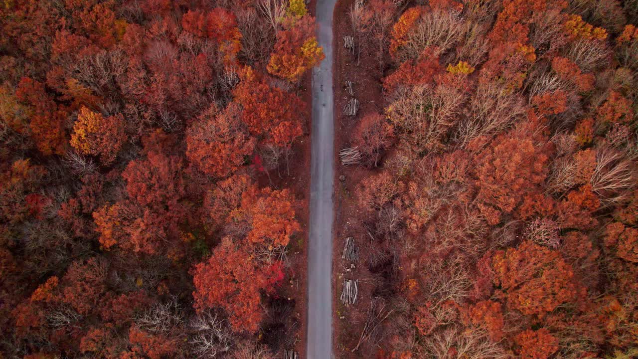 从公路上看到的美丽景色，点缀着秋天的森林。日本东北博田山田园诗般的风景，是休闲观光的旅游胜地。视频素材