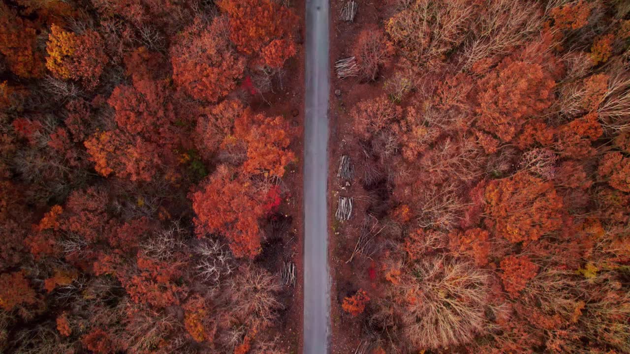 在日本东北青森县的山上，从空中俯瞰的道路穿过点缀着秋天的红色和橙色树叶的风景，这是一幅令人惊叹的景象。视频素材