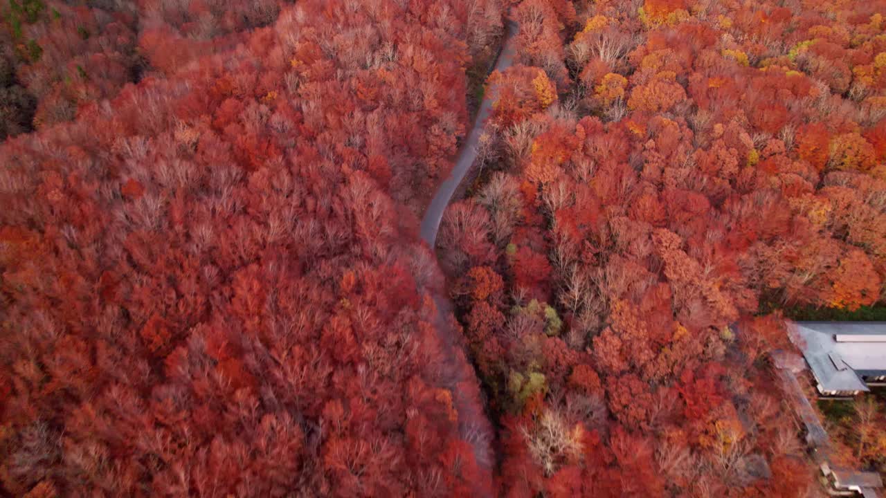 图为，在日本东北青森县博科田山，秋天的红色和橙色树叶点缀着山间小路，呈现出一幅美丽的景色。视频素材