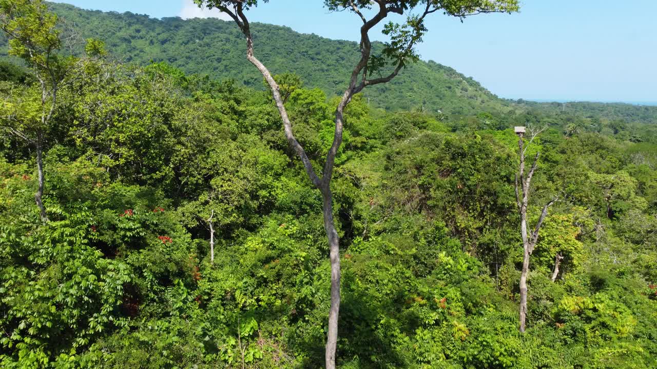 在哥伦比亚的圣玛尔塔，夏天在翠绿的树林里的树枝间飞翔。-航拍视频素材