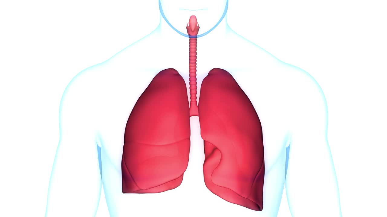 人体呼吸系统肺解剖动画概念视频素材