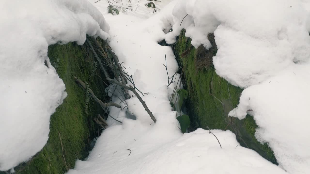 白雪森林里的老石头完全被青苔覆盖视频素材